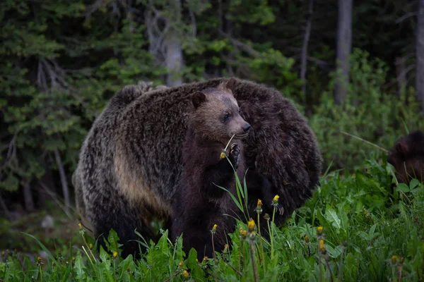 彼女の幼いこどもと母ハイイログマは 自然の中で雑草と草を食べています カナダ アルバータ州バンフ国立公園で撮影 — ストック写真