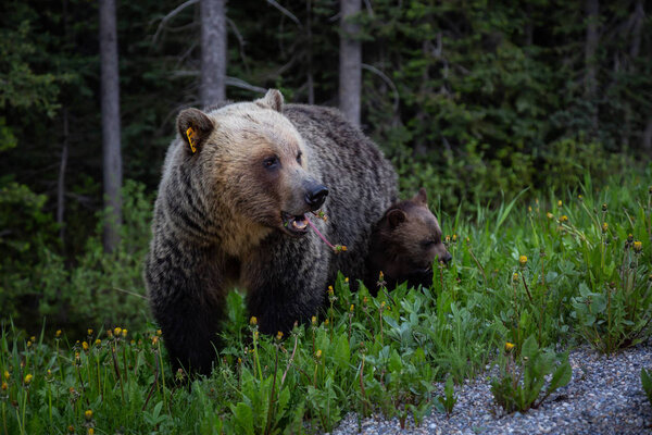 Mother Grizzly Bear with her cubs is eating weeds and grass in the nature. Taken in Banff National Park, Alberta, Canada.
