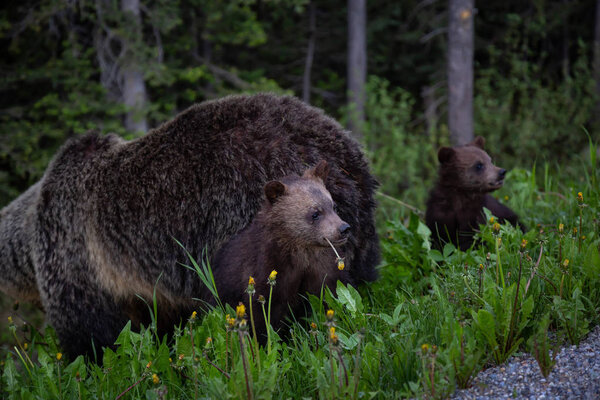 Mother Grizzly Bear with her cubs is eating weeds and grass in the nature. Taken in Banff National Park, Alberta, Canada.