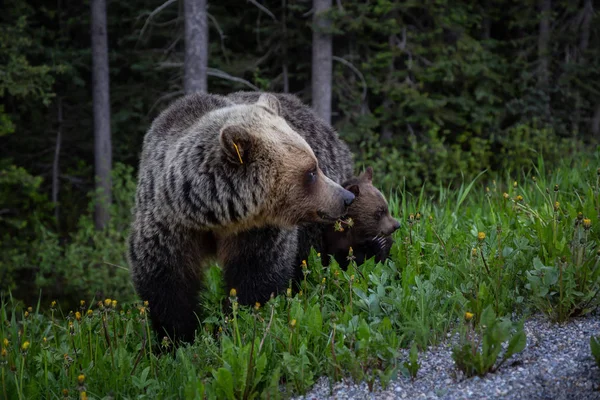 Grizzly Medvědice Medvíďaty Žere Plevele Trávy Přírodě Přijata Národním Parku — Stock fotografie