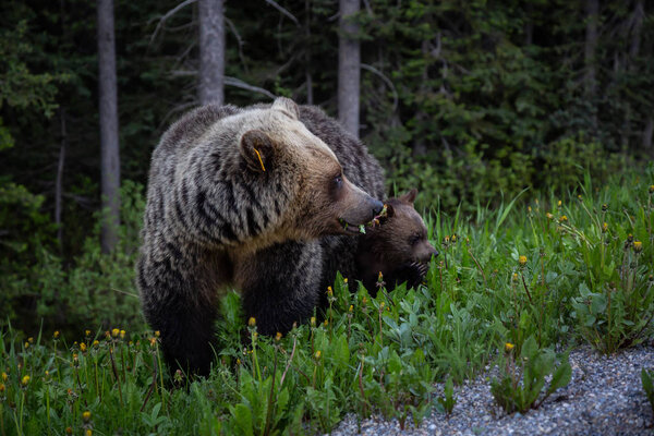Mother Grizzly Bear with her cubs is eating weeds and grass in the nature. Taken in Banff National Park, Alberta, Canada.