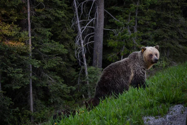 Grizzly Medvědice Medvíďaty Žere Plevele Trávy Přírodě Přijata Národním Parku — Stock fotografie