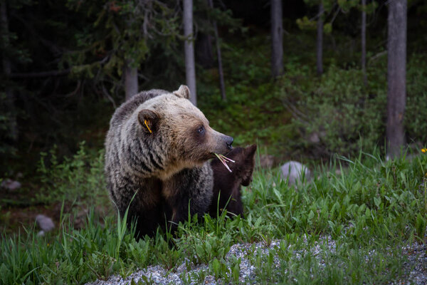 Mother Grizzly Bear with her cubs is eating weeds and grass in the nature. Taken in Banff National Park, Alberta, Canada.