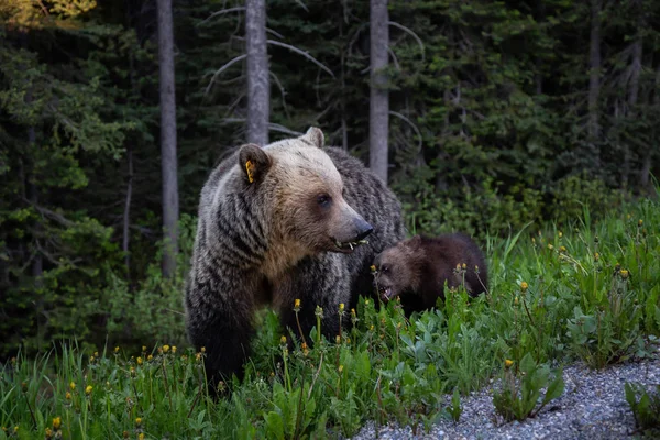 Mãe Urso Grizzly Com Seus Filhotes Está Comendo Ervas Daninhas — Fotografia de Stock