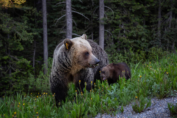 Mother Grizzly Bear with her cubs is eating weeds and grass in the nature. Taken in Banff National Park, Alberta, Canada.