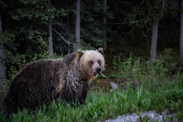 彼女の幼いこどもと母ハイイログマは 自然の中で雑草と草を食べています カナダ アルバータ州バンフ国立公園で撮影 — ストック写真