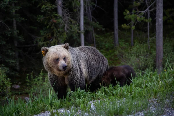 Mother Grizzly Bear with her cubs is eating weeds and grass in the nature. Taken in Banff National Park, Alberta, Canada.