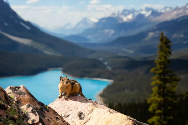 Güzel Kanada Rocky Dağları arka plan ile bir kaya üzerine oturan çizgili sincap. Peyto gölde, Banff National Park, Alberta, Kanada alınan.