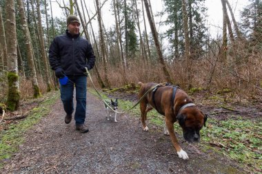 Mahallede köpek yürüyen adam. Fraser Heights, büyük Vancouver, British Columbia, Kanada alınan.