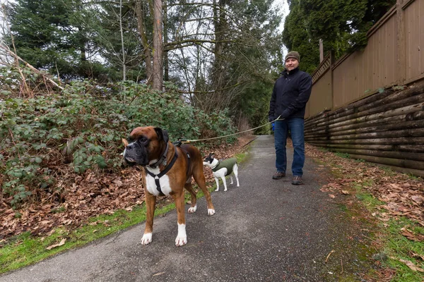 Homme Promenant Des Chiens Dans Quartier Porté Fraser Heights Greater — Photo