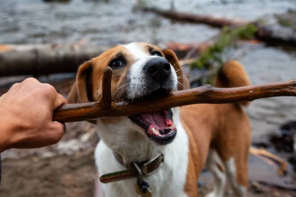 Aranyos Kis Kutya Kívül Venni Jones British Columbia Kanada — Stock Fotó