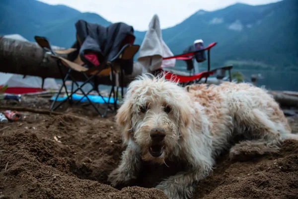 Young poppy dog digging a hole in the dirt in Jones Lake, British Columbia, Canada.