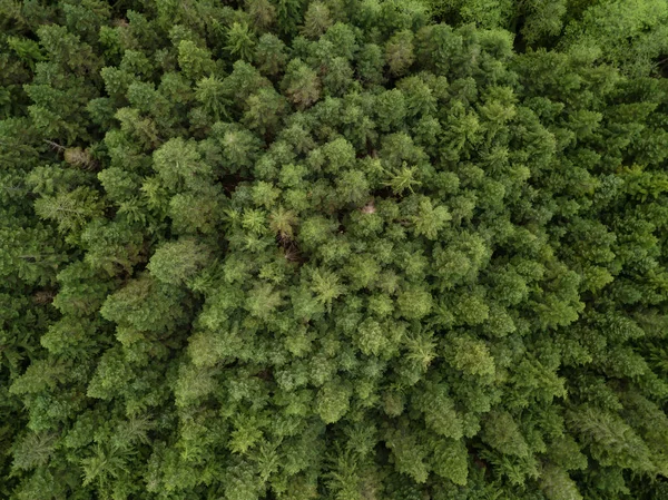 Légi Felvétel Fenti Zöld Fák Erdőben Venni British Columbia Kanada — Stock Fotó