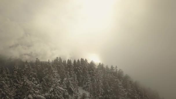 Vista Aerea Delle Cime Degli Alberi Sotto Nuvole British Columbia — Video Stock