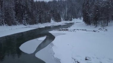Havadan görünümü Kanada manzara kış döneminde akan güzel bir nehir. British Columbia, Kanada iç çekilmiş.