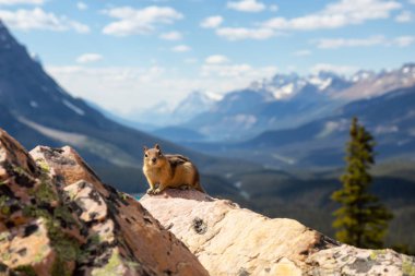 Güzel Kanada Rocky Dağları arka plan ile bir kaya üzerine oturan çizgili sincap. Peyto gölde, Banff National Park, Alberta, Kanada alınan.