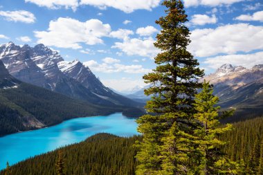 Peyto Gölü bir dağın tepesinden canlı bir güneşli gün boyunca izlendi. Icefields Parkway, Banff National Park, Alberta, Kanada içinde alınan.