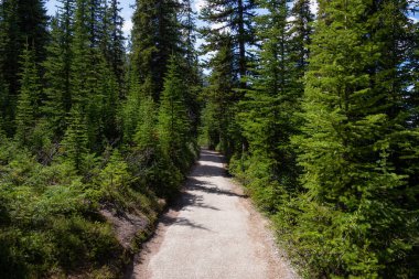 Yolu bir canlı güneşli yaz gündüzleri vahşi doğada. Peyto Lake, Banff National Park, Alberta, Kanada için yolda alınan.