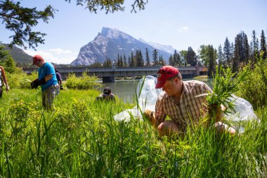 Banff, Alberta, Kanada - 20 Haziran 2018: Grup gönüllü yapıyorsun yabancı ot kontrolü parkta bir güneşli yaz gündüz.
