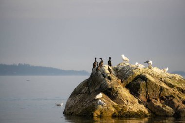 Gün batımından önce güneşli bir akşam sırasında bir kayalık ada kuşlarda. Howe ses, Vancouver, British Columbia, Kanada kuzeyindeki alınan.