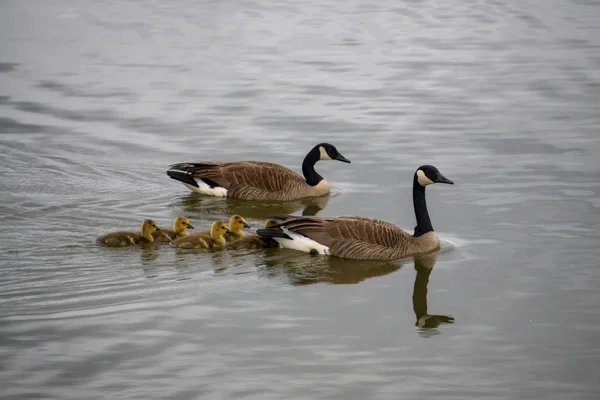 Geese Family Little Babies Swimming Pond Taken Willband Creek Park — Stock Photo, Image