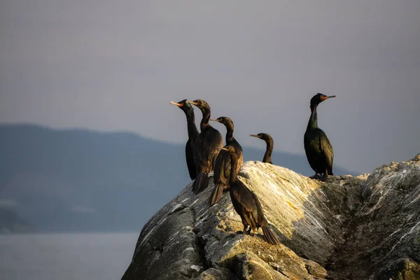 Birds Rocky Island Sunny Evening Sunset Taken Howe Sound North — Stock Photo, Image