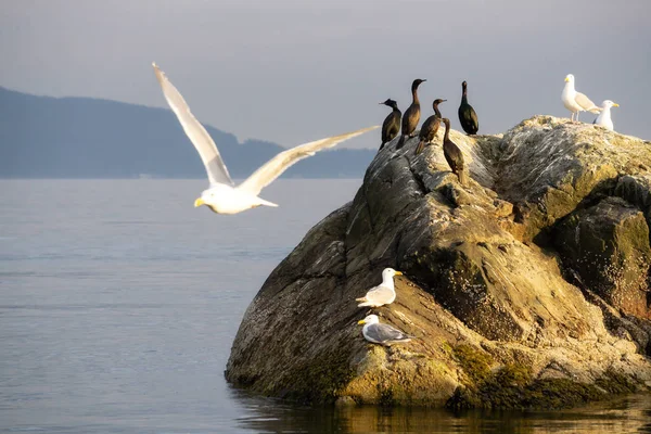Birds on a rocky island during a sunny evening before sunset. Taken in Howe Sound, North of Vancouver, British Columbia, Canada.