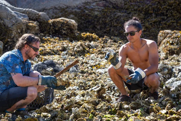 Powell River Sunshine Coast British Columbia Kanada Juli 2018 Oyster — Stockfoto