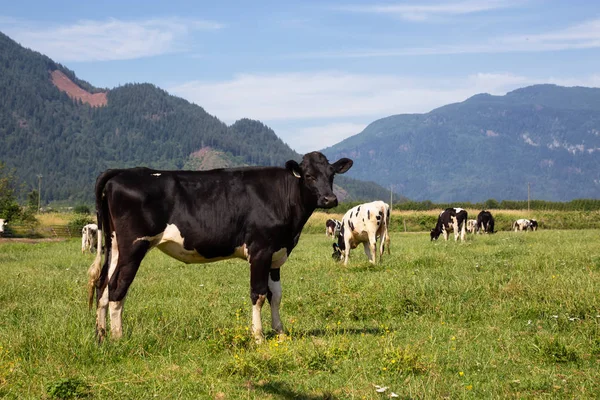 Kor Grön Gård Fältet Pulserande Solig Sommardag Tagit Chilliwack Öster — Stockfoto