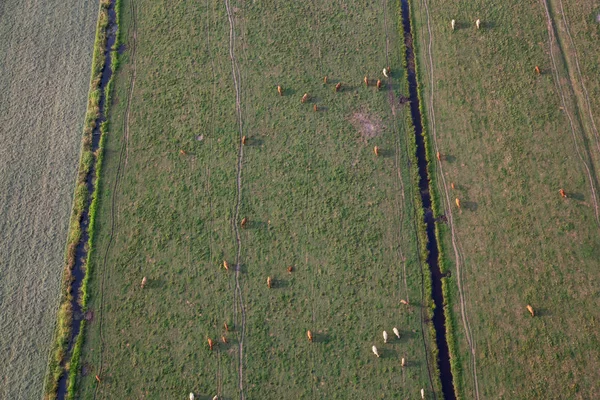 Luchtfoto Van Het Vee Velden Van Groen Gras Genomen Barnston — Stockfoto