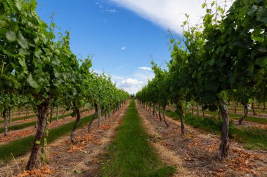 Bir bağ alanı güneşli yaz gün boyunca üzüm bitkilerde. Osoyoos, British Columbia, Kanada içinde yer.