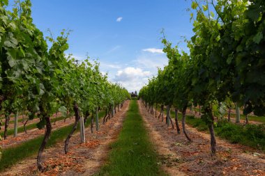 Bir bağ alanı güneşli yaz gün boyunca üzüm bitkilerde. Osoyoos, British Columbia, Kanada içinde yer.