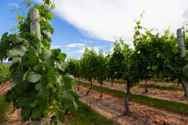 Bir bağ alanı güneşli yaz gün boyunca üzüm bitkilerde. Osoyoos, British Columbia, Kanada içinde yer.