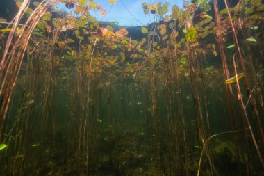 Güzel bir sualtı sahne bir gölün dibinde. Kuzey Vancouver Adası, British Columbia, Kanada alınan.