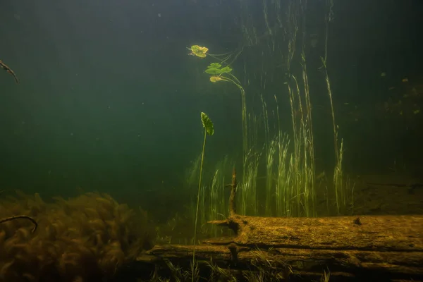 Dark and moody underwater scene at the bottom of a lake. Taken in Northern Vancouver Island, British Columbia, Canada.