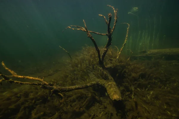 Escena Submarina Oscura Malhumorada Fondo Lago Tomado Northern Vancouver Island — Foto de Stock