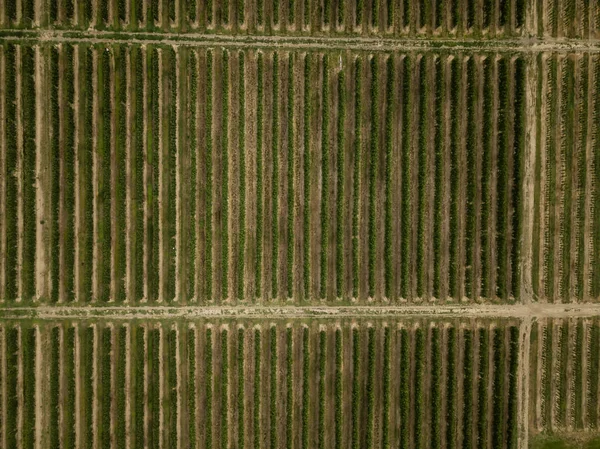 Aerial Panoramic View Farm Fields Cloudy Summer Day Taken Cawston — Stock Photo, Image