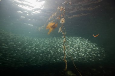 Suda yüzen küçük bir balık sürüsü ile Pasifik Okyanusu güzel sualtı sahne. Alınan Port Hardy, Kuzey Vancouver Adası, Bc, Kanada.