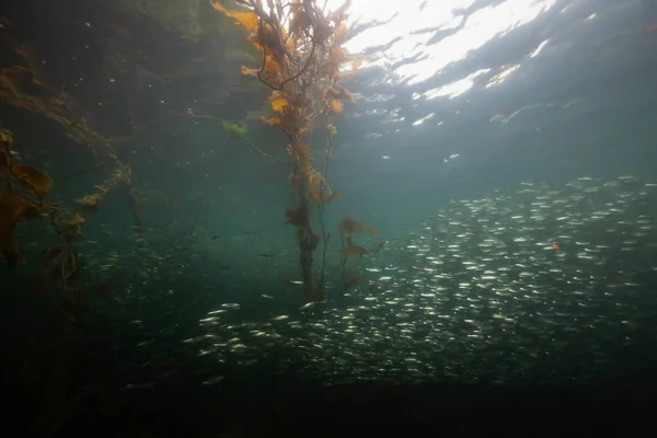 Beautiful Underwater Scene Pacific Ocean Swarm Small Fish Swimming Water — Stock Photo, Image