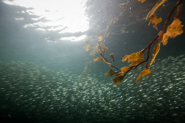 Mooie Onderwater Scène Stille Oceaan Met Een Zwerm Van Kleine — Stockfoto