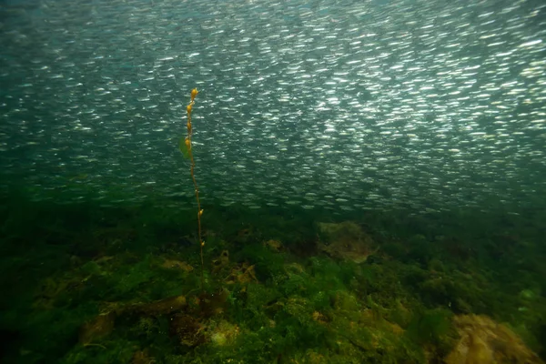 Piękny Podwodne Sceny Pacyfiku Rój Małe Rybki Pływające Wodzie Zrobione — Zdjęcie stockowe