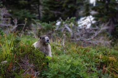 Büyük bir sıçan çim yeme. Garibaldi Provincial Park, Bc, Kanada içinde alınan.