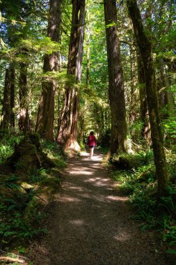 Ormanda güzel yolu. Alınan Cape Scott Provincial Park, Kuzey Vancouver Adası, Bc, Kanada.