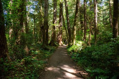 Ormanda güzel yolu. Alınan Cape Scott Provincial Park, Kuzey Vancouver Adası, Bc, Kanada.