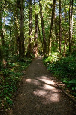 Ormanda güzel yolu. Alınan Cape Scott Provincial Park, Kuzey Vancouver Adası, Bc, Kanada.