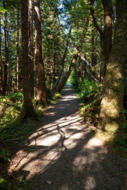 Ormanda güzel yolu. Alınan Cape Scott Provincial Park, Kuzey Vancouver Adası, Bc, Kanada.