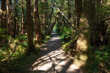 Ormanda güzel yolu. Alınan Cape Scott Provincial Park, Kuzey Vancouver Adası, Bc, Kanada.