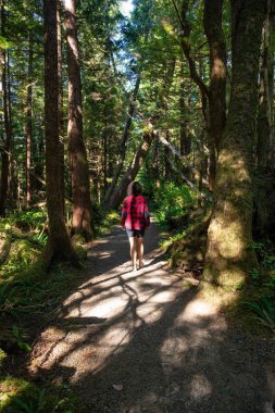 Ormanda güzel yolu. Alınan Cape Scott Provincial Park, Kuzey Vancouver Adası, Bc, Kanada.