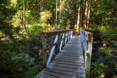 Ormanda güzel yolu. Alınan Cape Scott Provincial Park, Kuzey Vancouver Adası, Bc, Kanada.