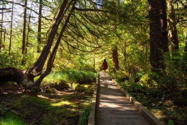 Ormanda güzel yolu. Alınan Cape Scott Provincial Park, Kuzey Vancouver Adası, Bc, Kanada.